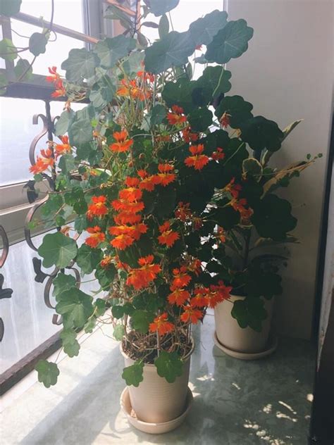 室內植物花|室內也能賞花！5種開花植物推薦，新手必學照顧秘訣